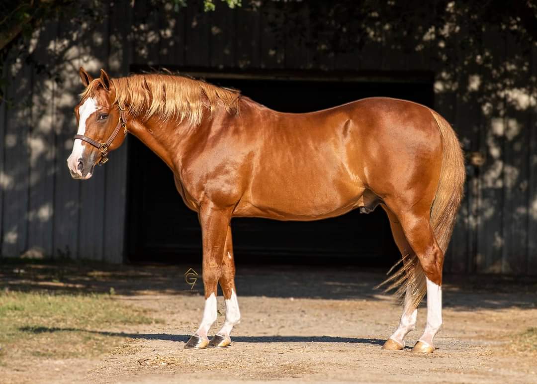 Woody Be Tuff National Reined Cow Horse Association