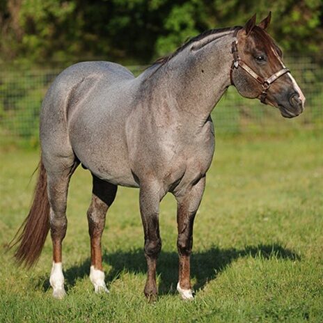 One Time Pepto - National Reined Cow Horse Association