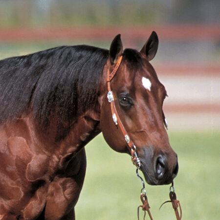 Morgan Horse Club of Texas